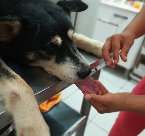 Veterinaria atendiendo mascota con cariño