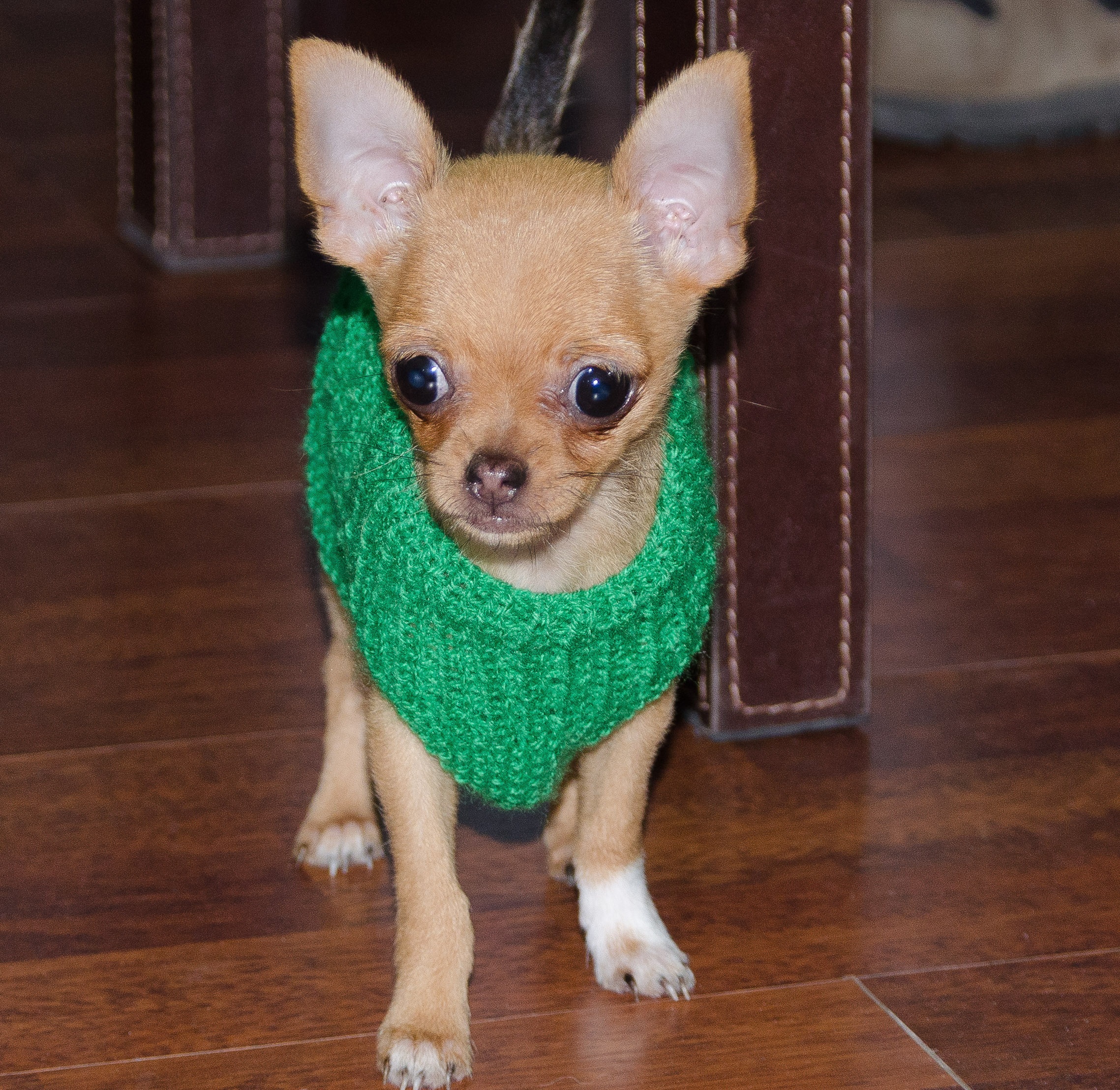 Mascota feliz después de grooming